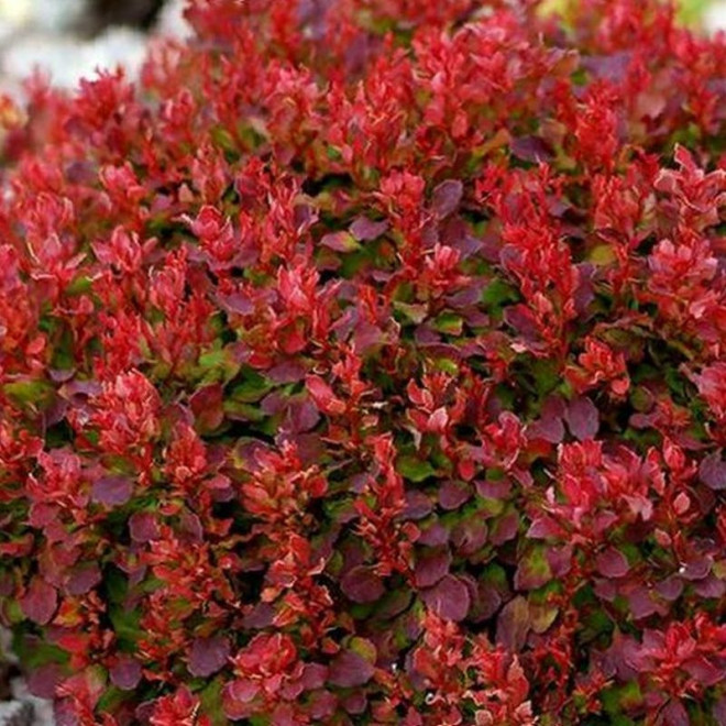 Berberys Thunberga Lutin Rouge PBR Berberis thunbergii
