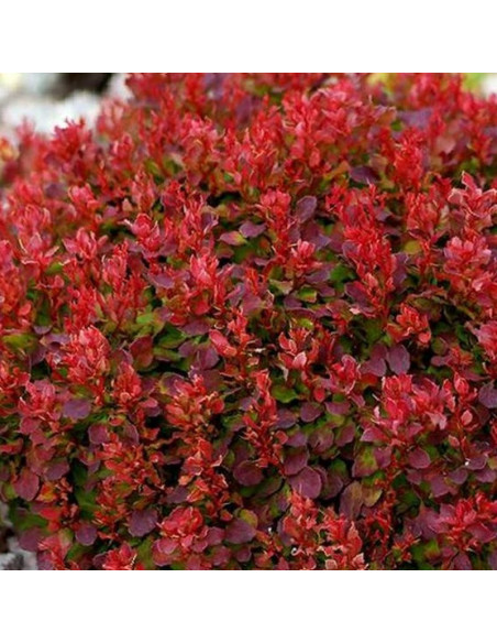 Berberys Thunberga Lutin Rouge PBR Berberis thunbergii