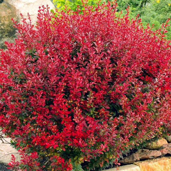 Lutin Rouge PBR Berberis thunbergii Berberys Thunberga