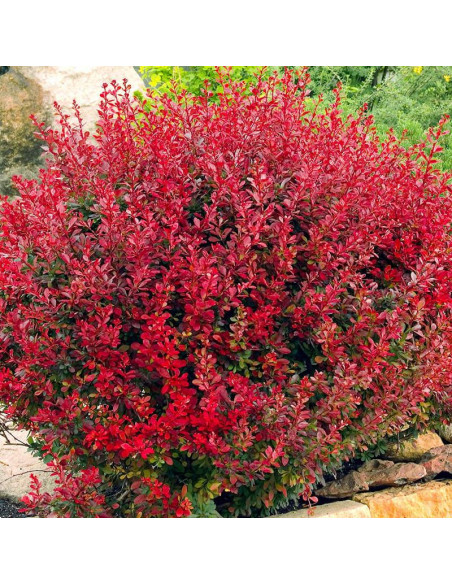 Lutin Rouge PBR Berberis thunbergii Berberys Thunberga