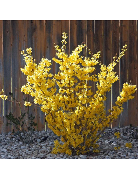 Forsycja Goldrausch Forsythia - Szkółka Florela