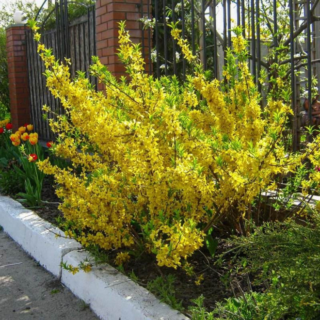 Goldrausch Forsycja Forsythia