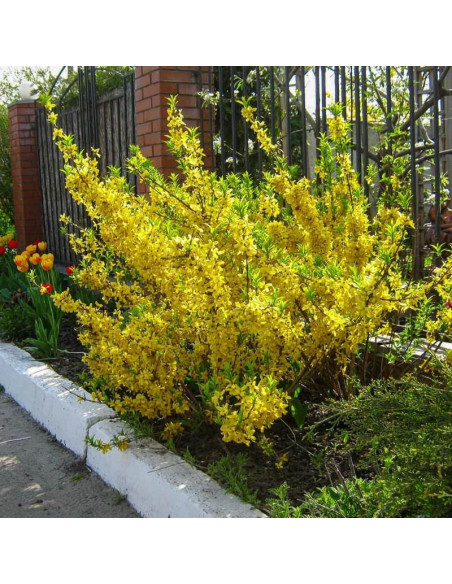 Goldrausch Forsycja Forsythia