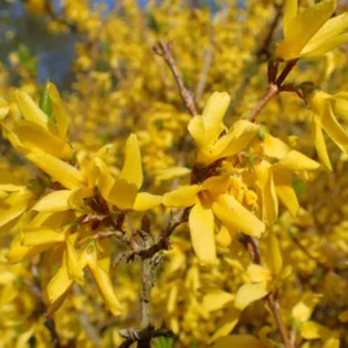 Forsycja Maluch Forsythia