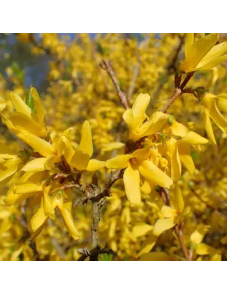 Forsycja Maluch Forsythia