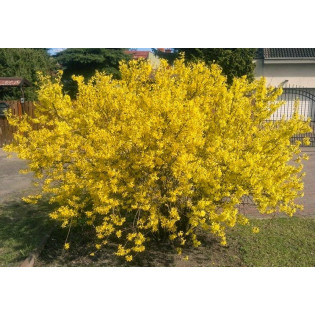 Forsycja Maluch Forsythia 2