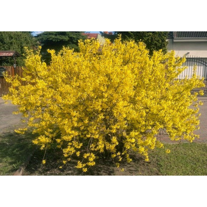 Maluch Forsycja Forsythia