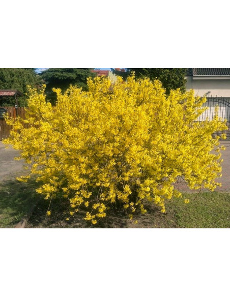 Maluch Forsycja Forsythia