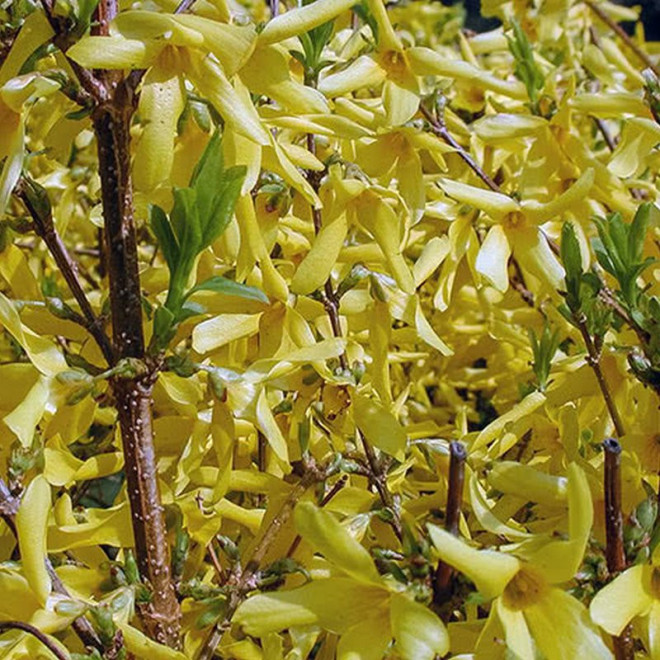 Forsycja pośrednia Era Forsythia intermedia