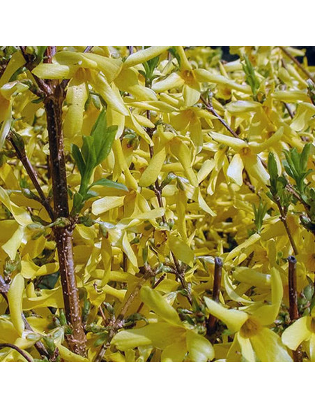 Forsycja pośrednia Era Forsythia intermedia