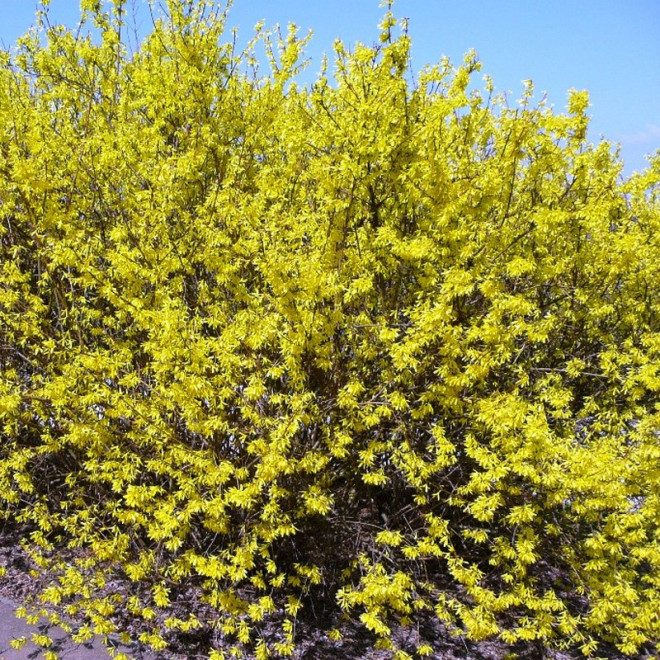 Era Forsycja pośrednia Forsythia intermedia