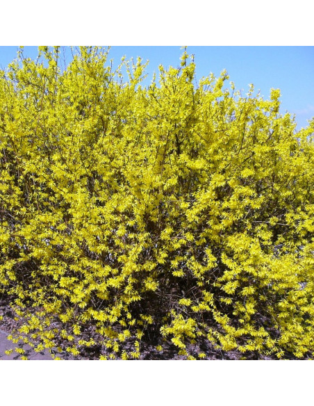 Era Forsycja pośrednia Forsythia intermedia