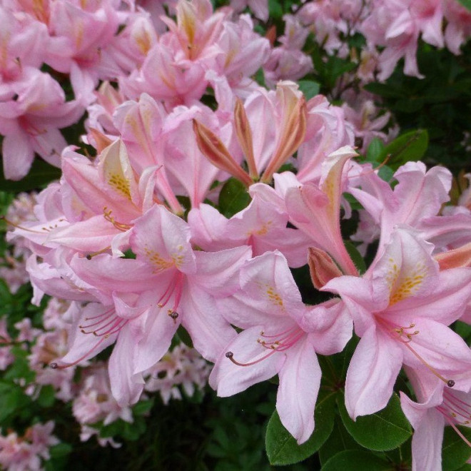 Rhododendron Azalia wielkokwiatowa Soir de Paris