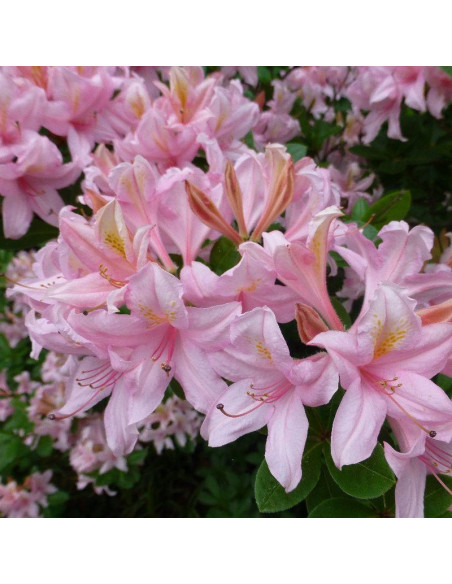 Rhododendron Azalia wielkokwiatowa Soir de Paris