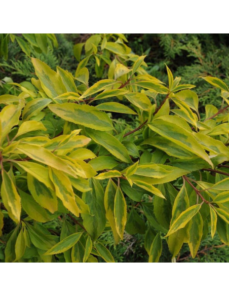 Forsycja pośrednia Golden Times Forsythia intermedia