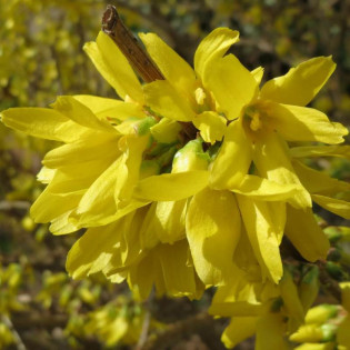 Forsycja pośrednia Golden Times Forsythia intermedia 2