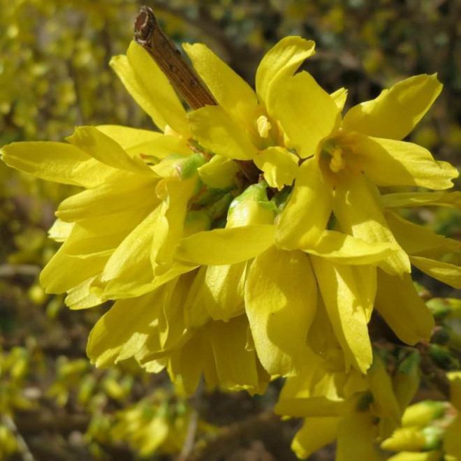 Golden Times Forsycja pośrednia Forsythia intermedia
