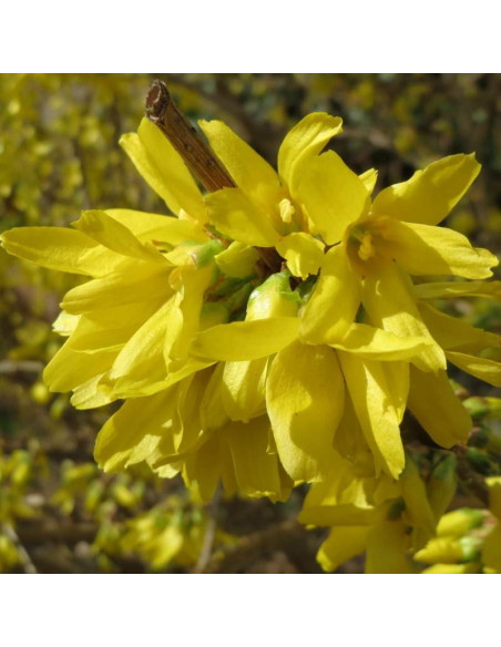 Golden Times Forsycja pośrednia Forsythia intermedia