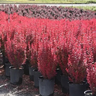Berberis thunbergii Berberys Thunberga Red Rocket 2