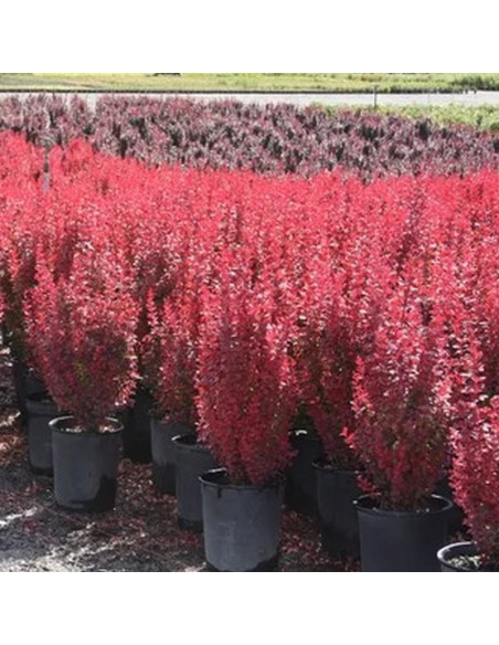 Berberys Thunberga Red Rocket Berberis thunbergii