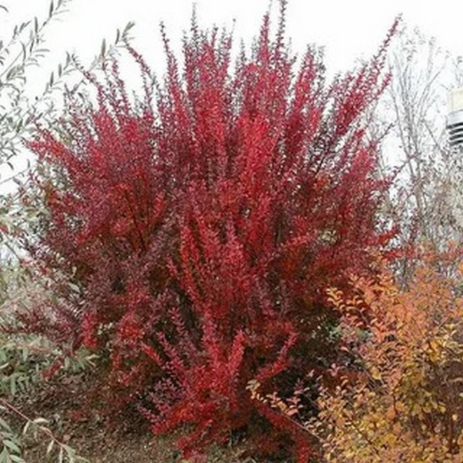 Berberis thunbergii Berberys Thunberga Red Rocket