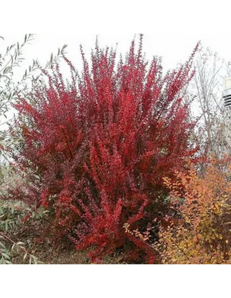 Berberis thunbergii Berberys Thunberga Red Rocket