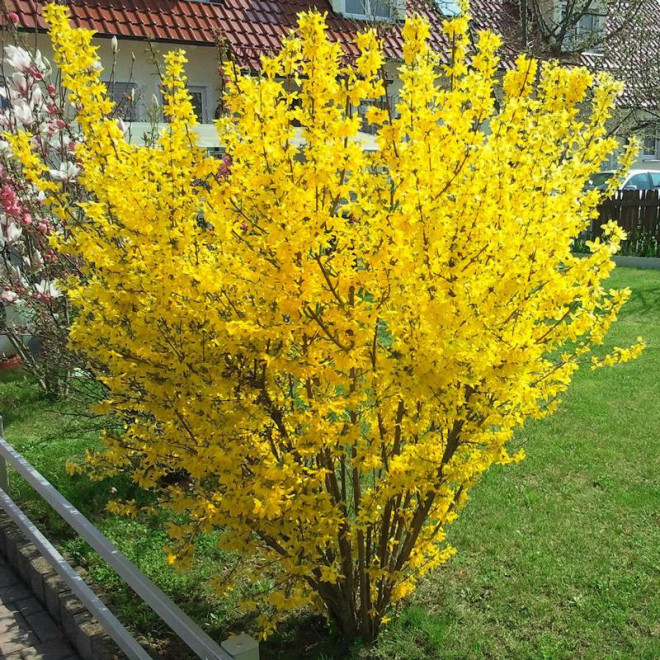 Forsycja pośrednia Goldzauber Forsythia intermedia