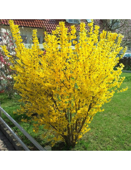 Forsycja pośrednia Goldzauber Forsythia intermedia