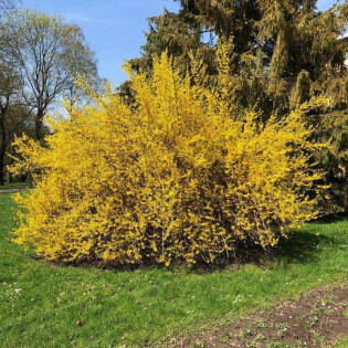 Forsycja pośrednia Goldzauber Forsythia intermedia 2