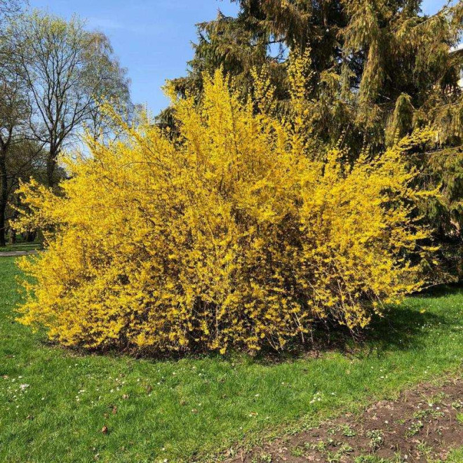 Goldzauber Forsycja pośrednia Forsythia intermedia