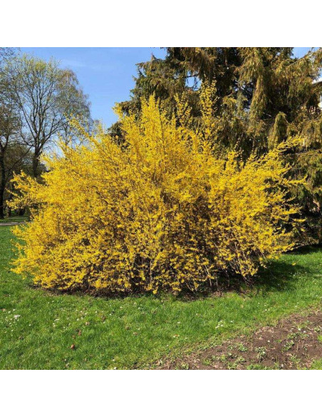 Goldzauber Forsycja pośrednia Forsythia intermedia