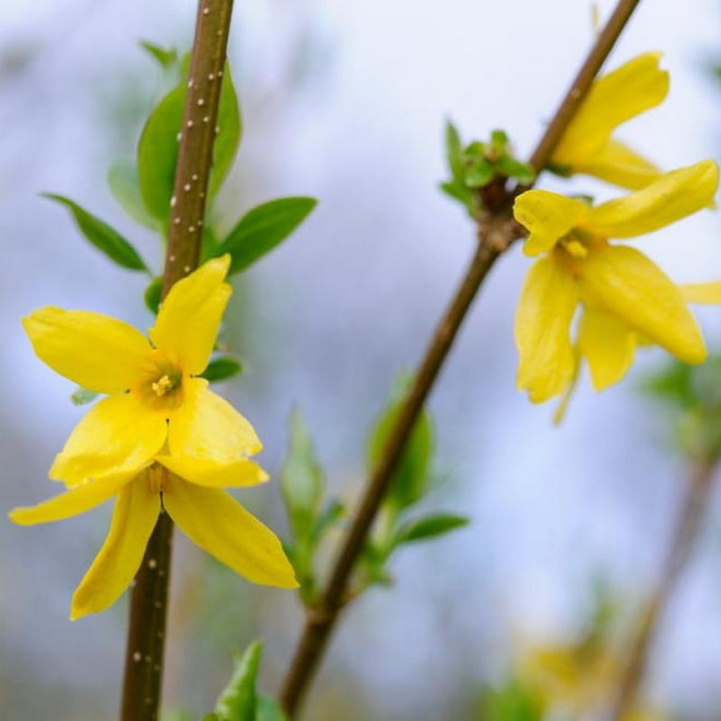 Lynwood Forsycja pośrednia Forsythia intermedia