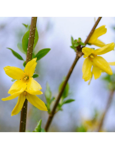 Lynwood Forsycja pośrednia Forsythia intermedia