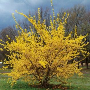Lynwood Forsycja pośrednia Forsythia intermedia 2