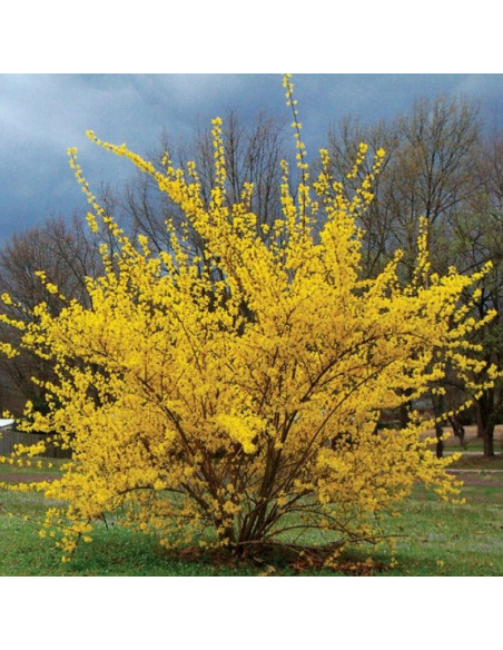 Forsycja pośrednia Lynwood Forsythia intermedia