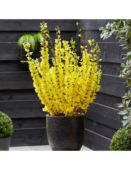 Forsycja pośrednia Mikador PBR Forsythia intermedia