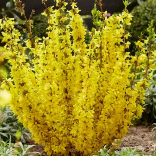 Forsycja pośrednia Mikador PBR Forsythia intermedia 2