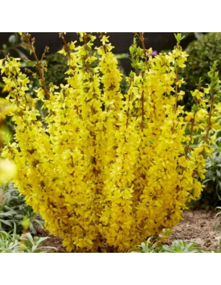 Mikador PBR Forsycja pośrednia Forsythia intermedia