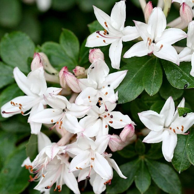 Azalia wielkokwiatowa Sommerduft Rhododendron viscosum