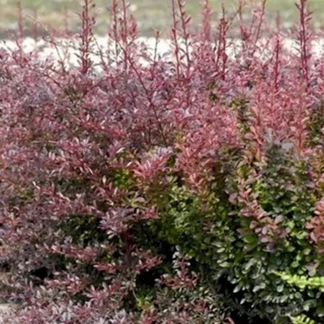 Berberis thunbergii Berberys Thunberga Red Chief