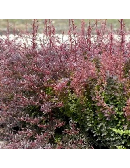 Berberis thunbergii Berberys Thunberga Red Chief