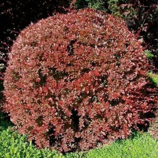 Berberis thunbergii Berberys Thunberga Red Chief 2