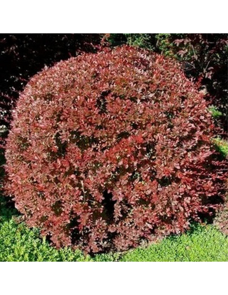 Berberys Thunberga Red Chief Berberis thunbergii