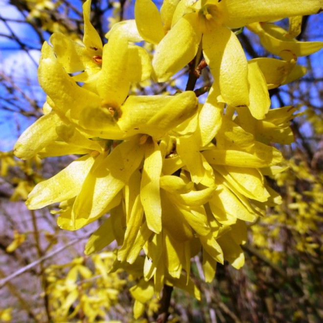 WEEK-END Forsycja pośrednia Courtalyn Forsythia intermedia