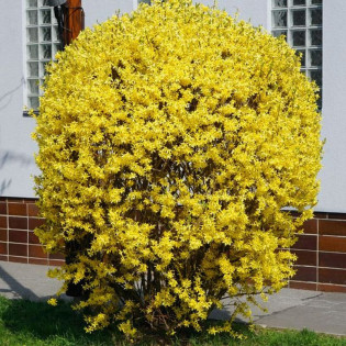 WEEK-END Forsycja pośrednia Courtalyn Forsythia intermedia 2