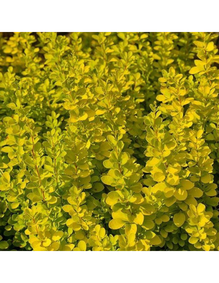 Berberys Thunberga Maria PBR Berberis thunbergii