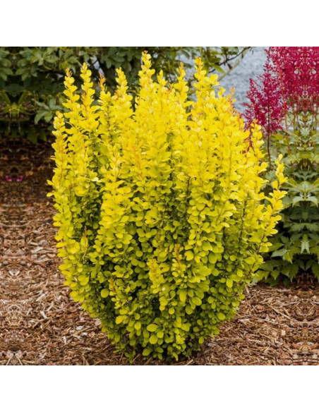 Maria PBR Berberys Thunberga Berberis thunbergii