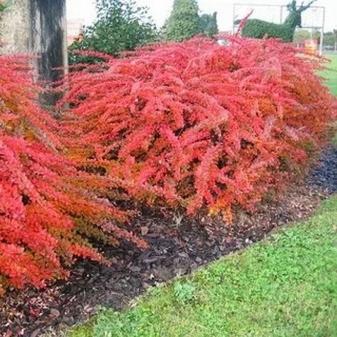 Berberis thunbergii Berberys Thunberga Red Carpet