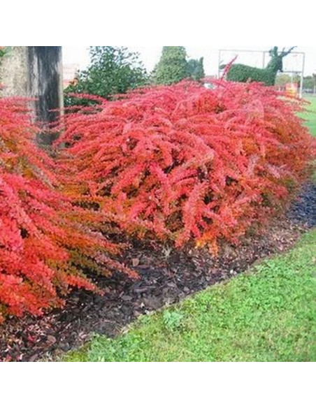 Berberis thunbergii Berberys Thunberga Red Carpet