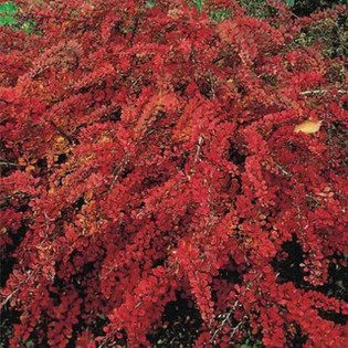 Berberis thunbergii Berberys Thunberga Red Carpet 2